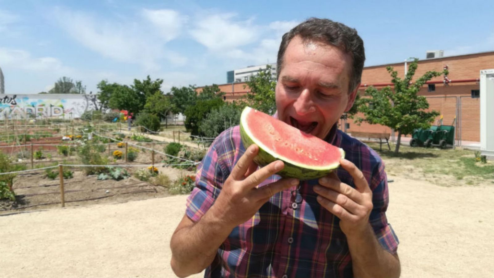 Sandía, joya en nuestro huerto