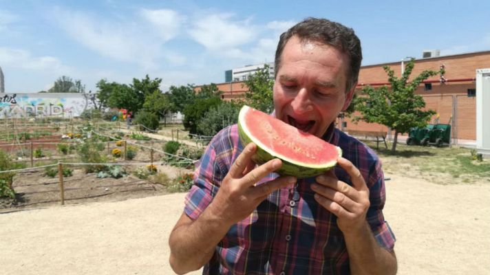 Aquí la Tierra - Sandía, joya en nuestro huerto
