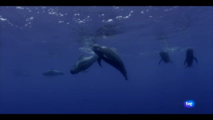  - Documental Océanos