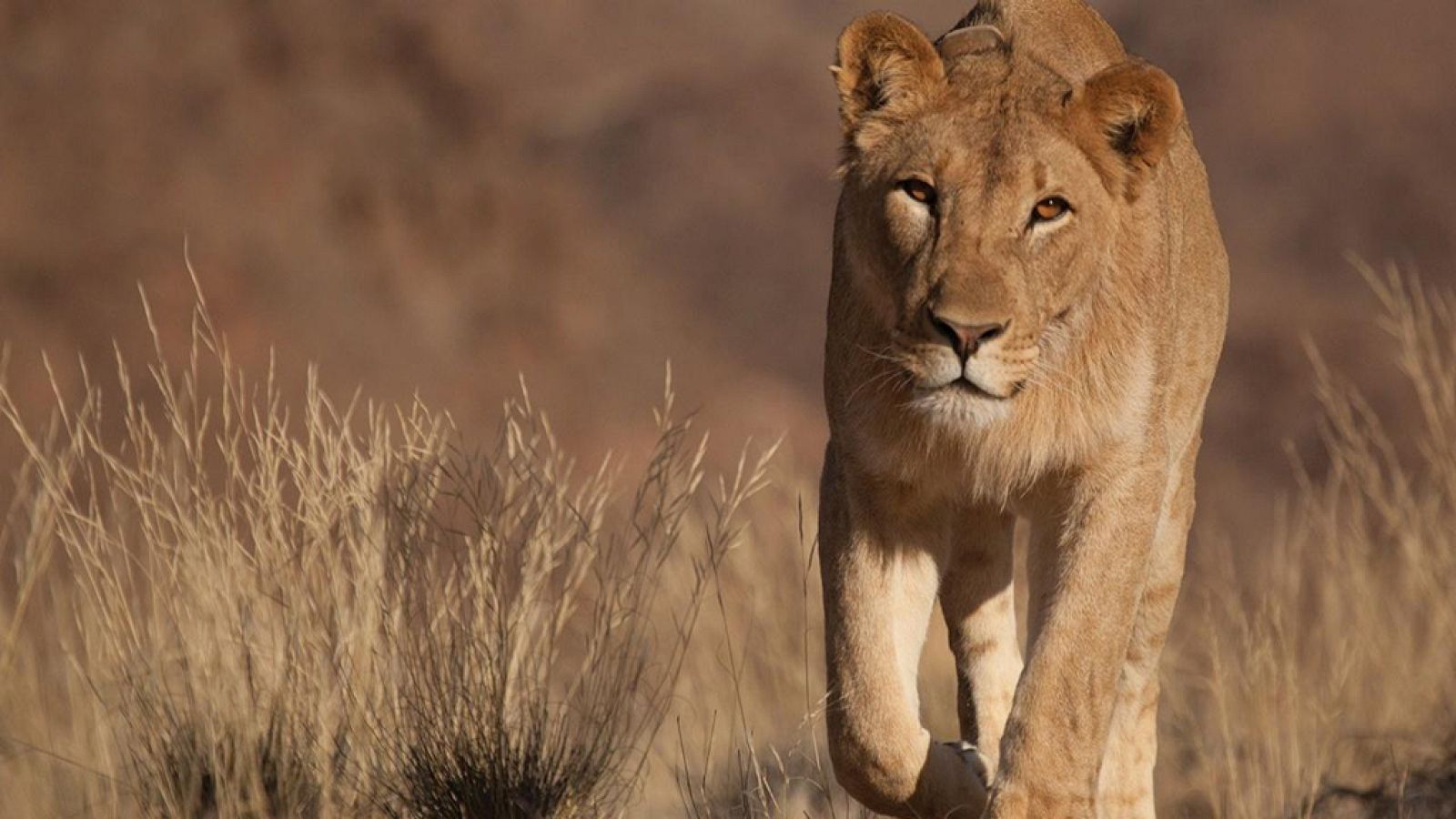 Grandes documentales - Reyes desaparecidos: Los leones del Namib - ver ahora