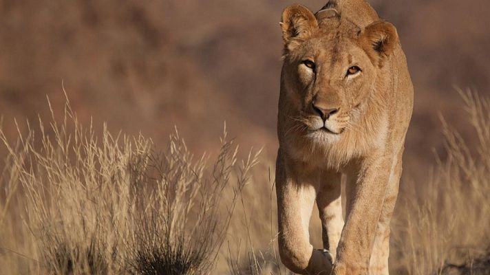 Grandes documentales - Reyes desaparecidos: Los leones del Namib