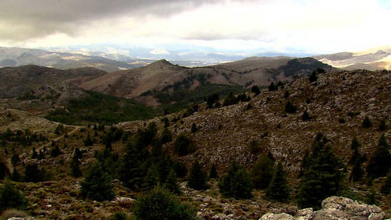 El escarabajo verde - Tierra del pinsapo - ver ahora