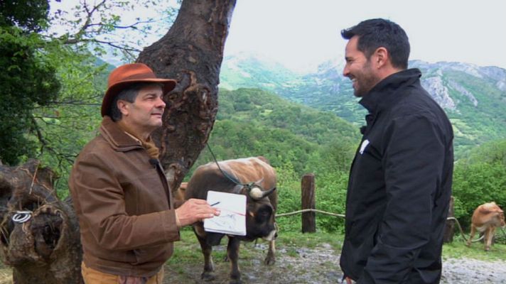Aquí la Tierra - Conocemos a la vaca casina
