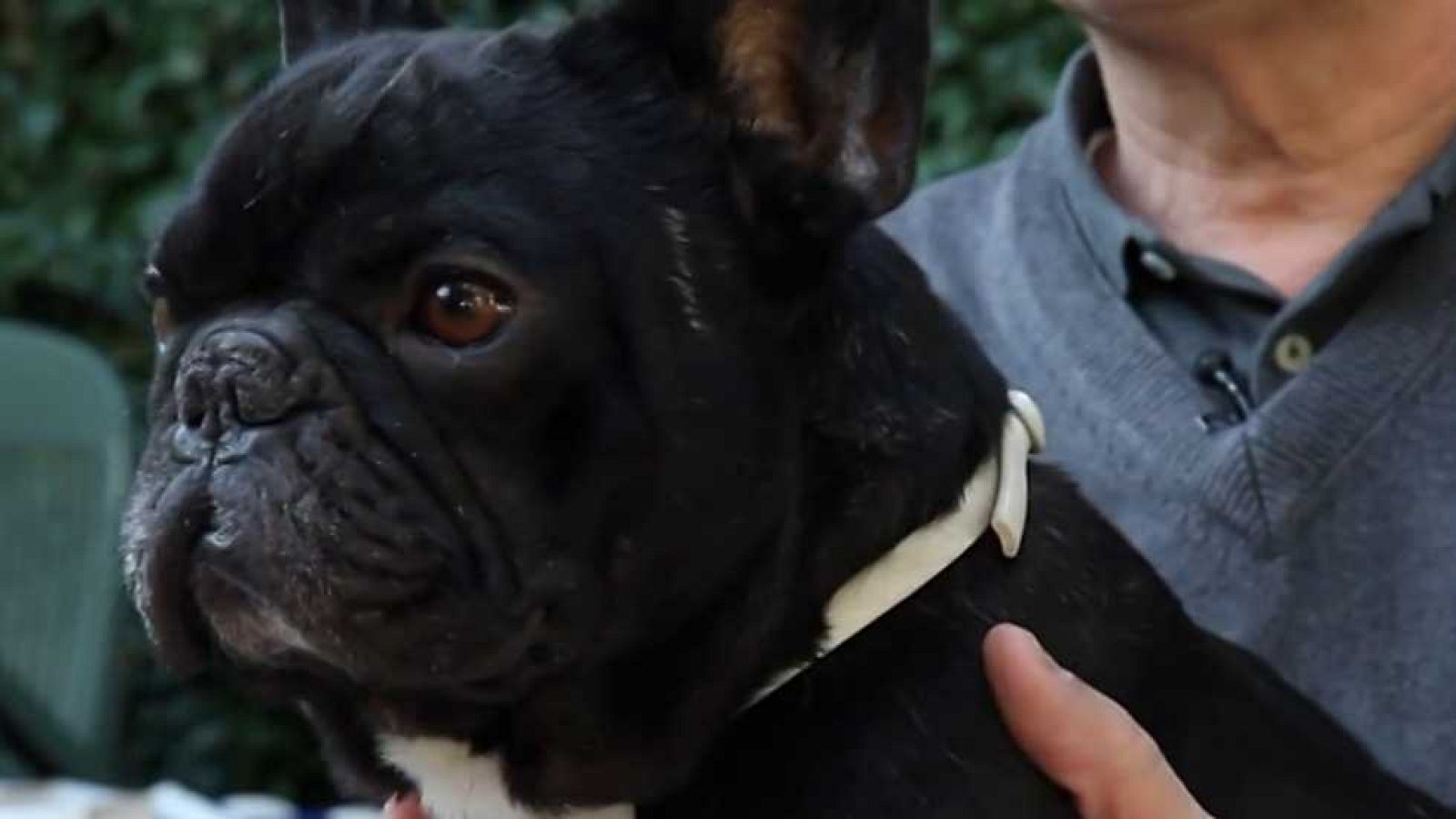 Más que perros y gatos - Capítulo 12 - ver ahora