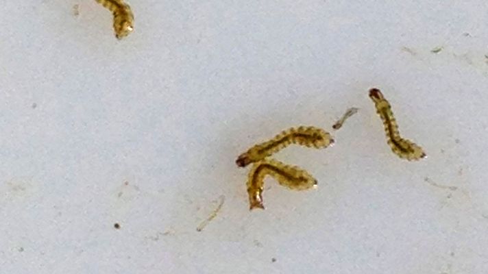 Telediario 1 - Municipios en alerta por una plaga de mosca negra