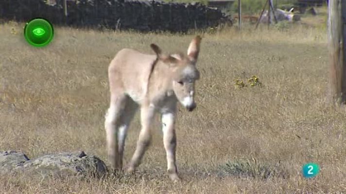 Agrosfera - GANADERO TRASHUMANTE