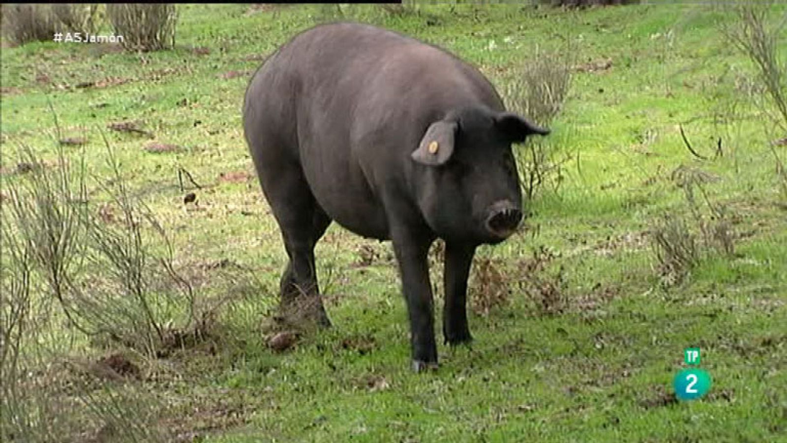 La Aventura del Saber. TVE. Sección 'El minuto gastronómico'. Los mejores jamones de España