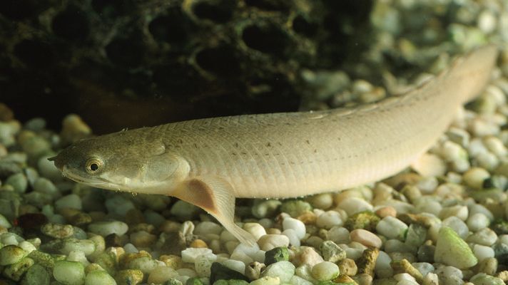 Grandes documentales - Amazonia eléctrica