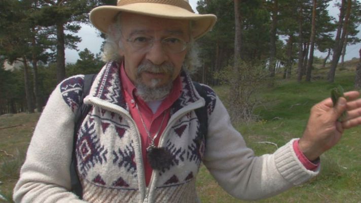 Aquí la Tierra - Llantén: aliado de la piel