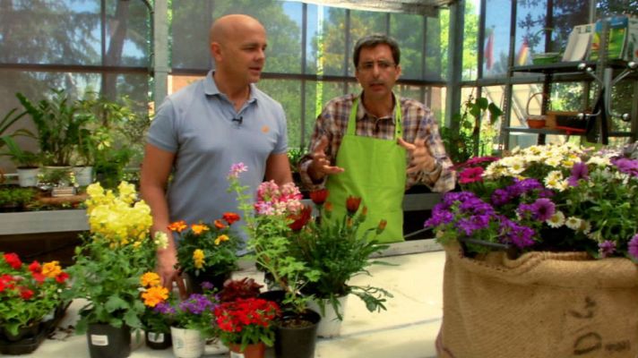 Aquí la Tierra - Trucos para cuidar plantas en verano
