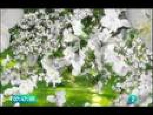  - El jardín de los sueños