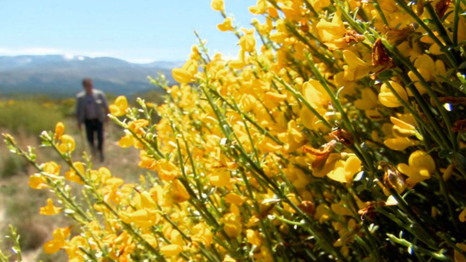 Piorno al que se le saca mucho partido