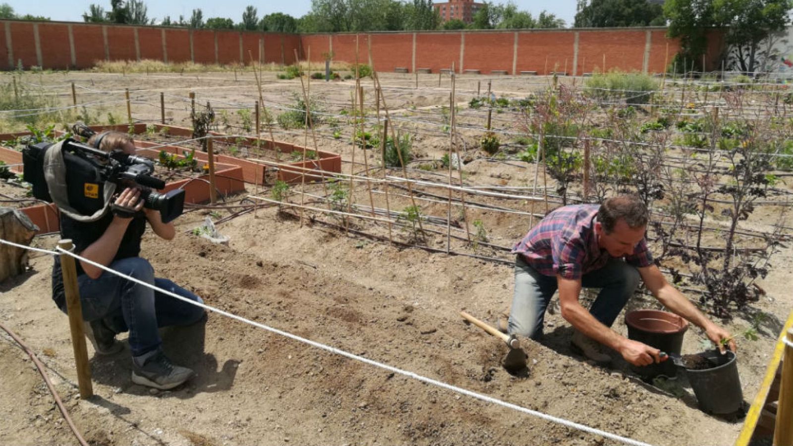 Mi melón, mi melonero