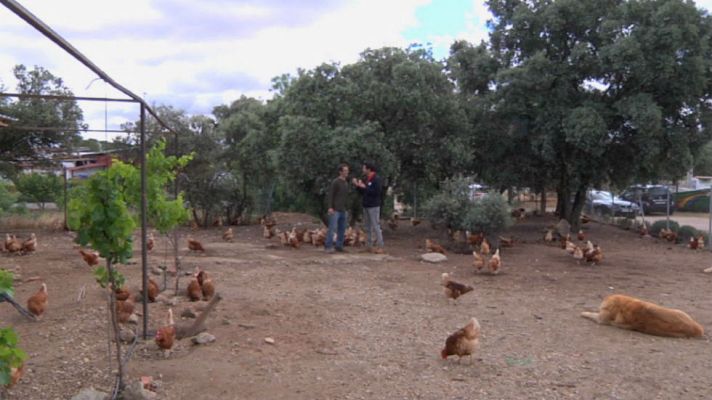 Aquí la Tierra - ¿Qué son los huevos de pollita?