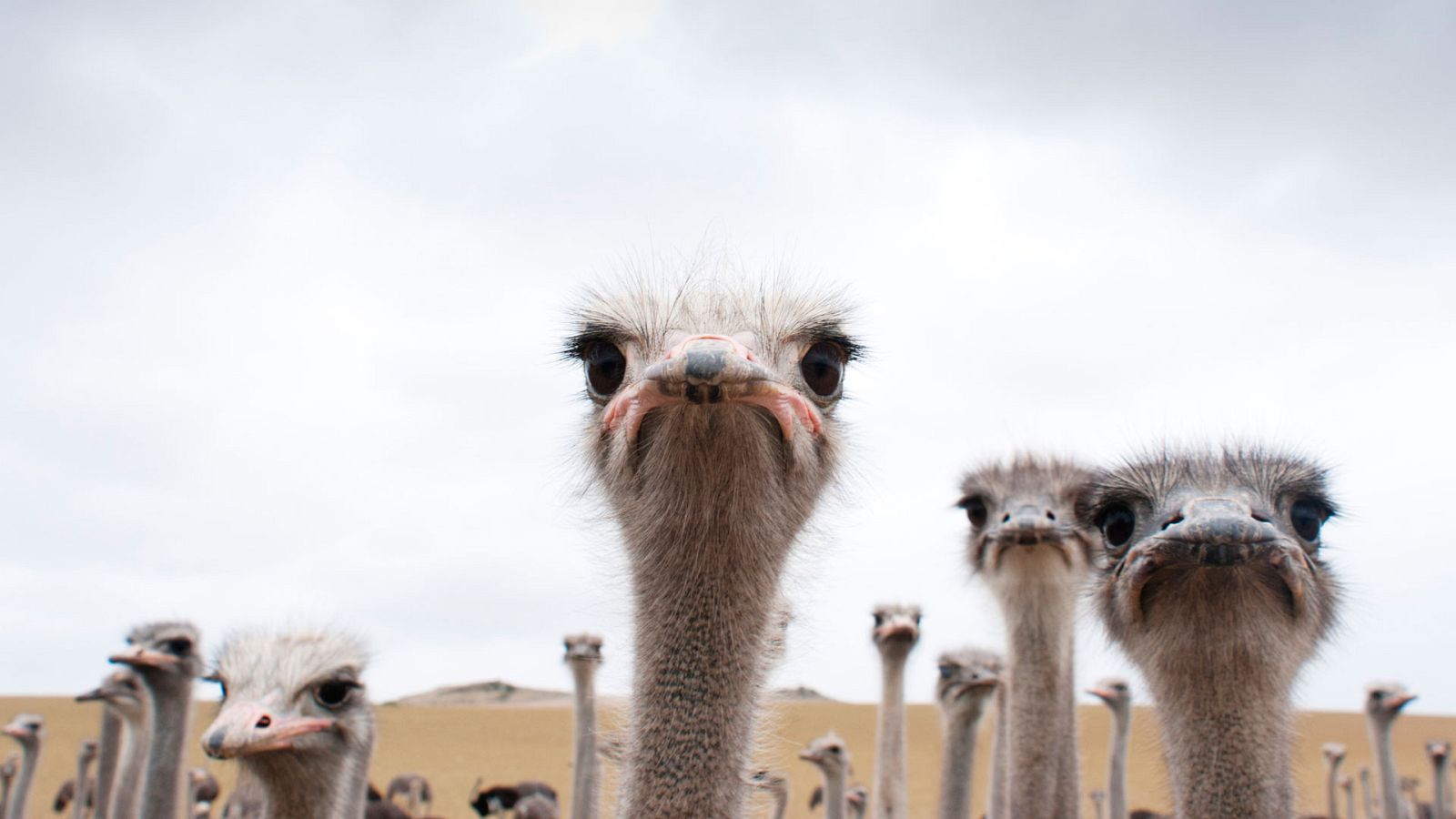 Grandes documentales - El avestruz. Una vida a la carrera - ver ahora