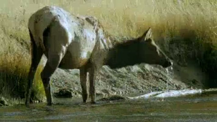 El documental - En Planeta Selva, el bosque de las coníferas y los gigantes en California