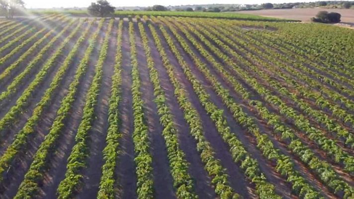 Agrosfera - Agrosfera - 17/06/17