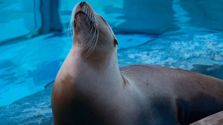Telediario 1 - Educar en medio ambiente, clave para cuidar los océanos