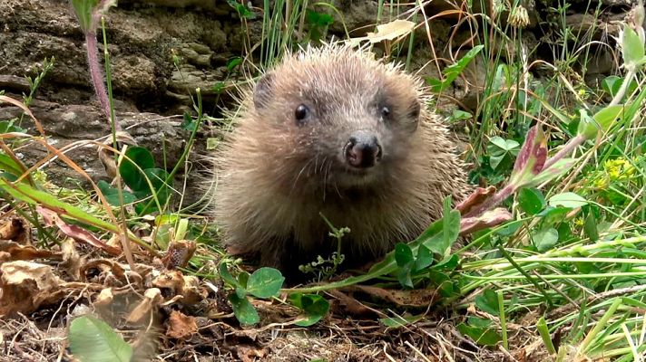 ¡Qué animal! - El Parque Nacional de Monfragüe, (Extremadura) - Avance