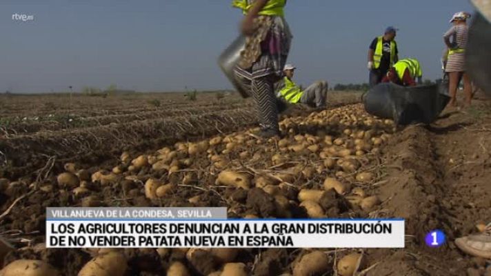  - 35 millones de pérdidas en el campo sevillano por la patata vieja francesa