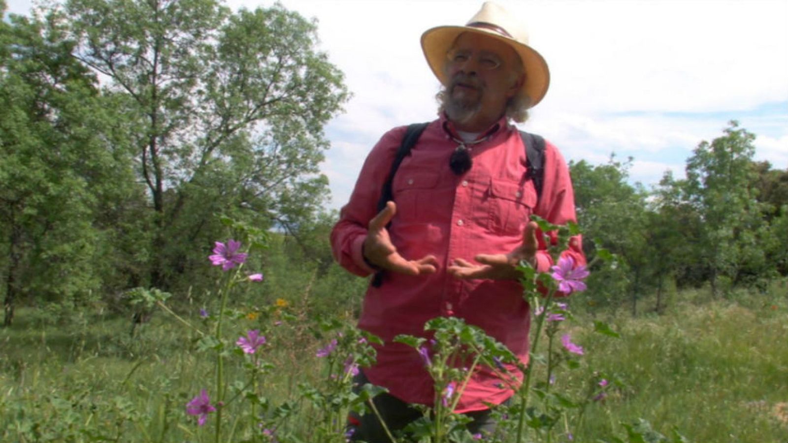 Remedio natural contra las picaduras