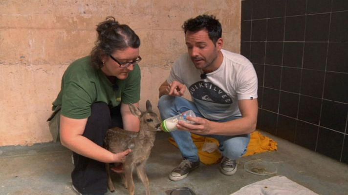 Aquí la Tierra - Protegiendo a los animales huérfanos