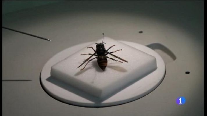 Informatiu Balear - Informatiu Balear 2 - 22/06/17