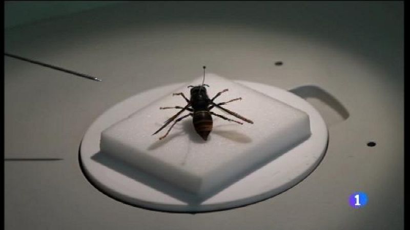 Informatiu Balear 2 - 22/06/17