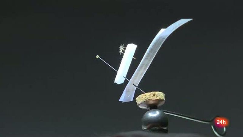 REPOR - Guerra al mosquito - Roger Eritja nos muestra la fisonomía del mosquito tigre