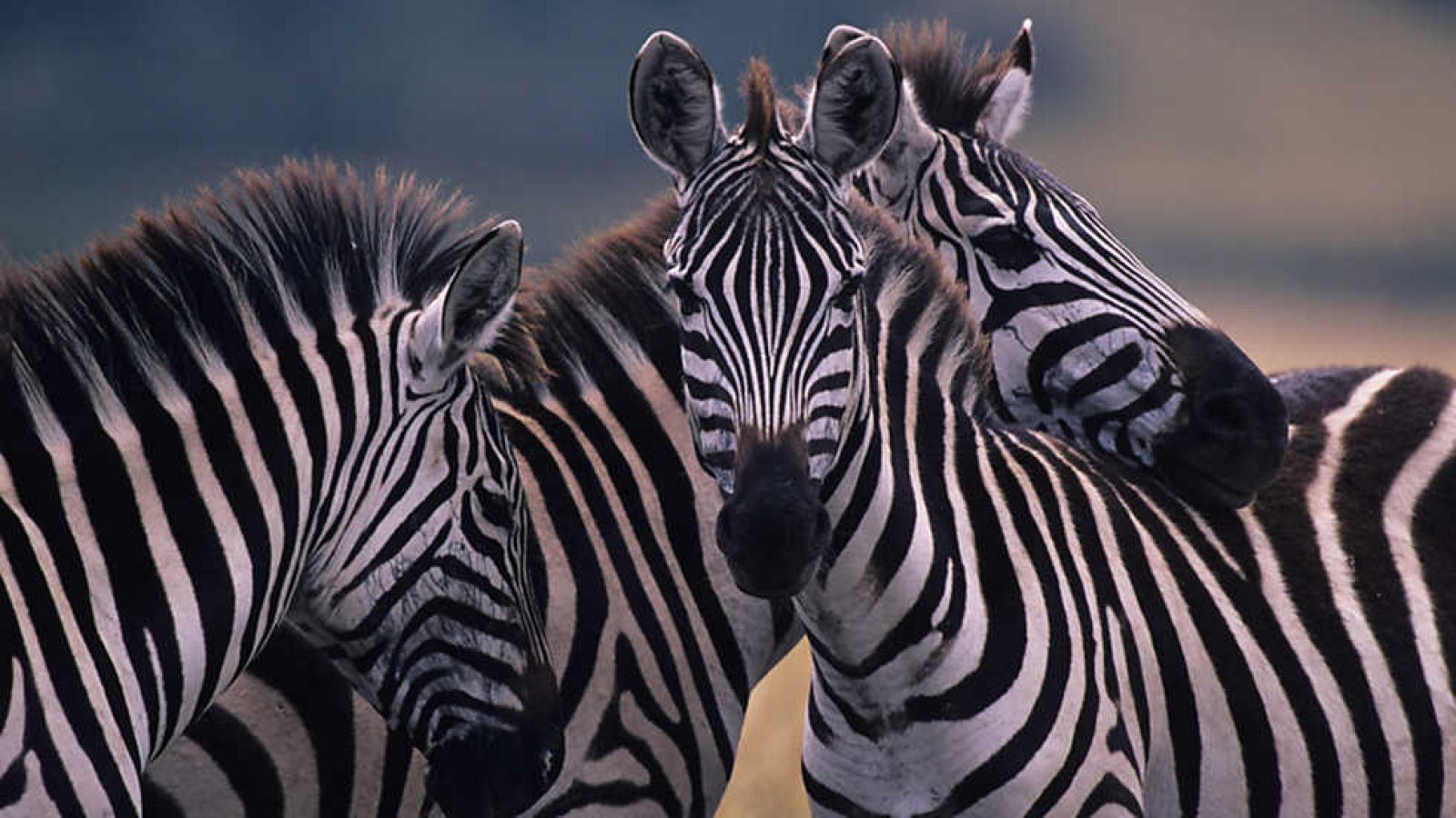 Grandes documentales - Secretos de la vida salvaje: Secretos de los grandes espacios abiertos - ver ahora