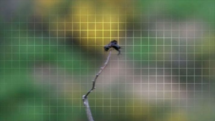 ¡Qué animal! - Ordesa y el Monte Perdido (Huesca) - Avance