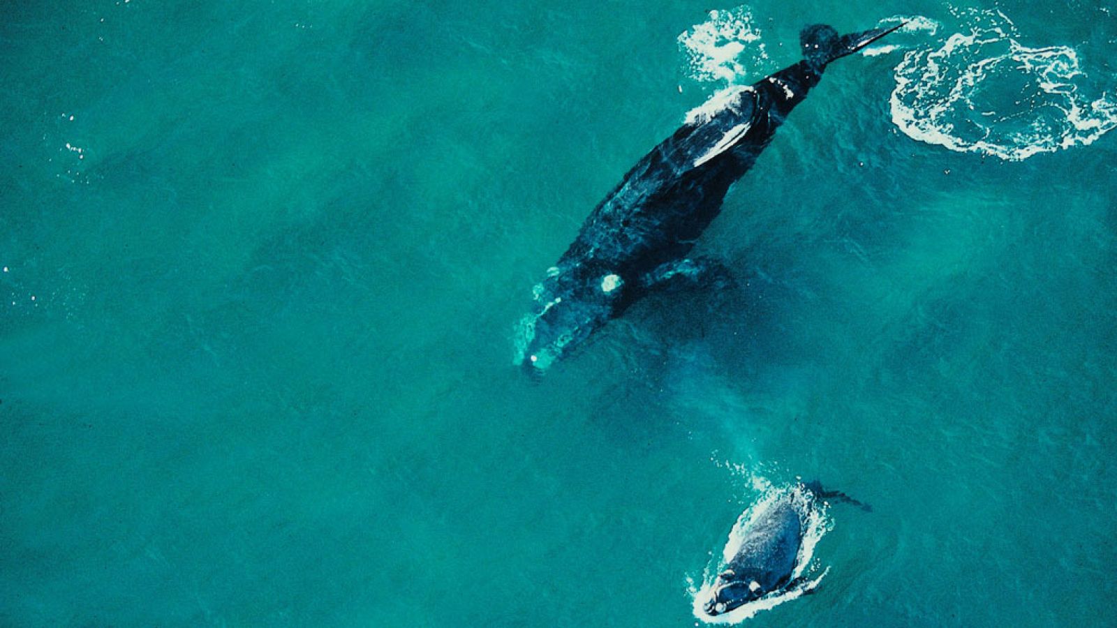 Grandes documentales - Secretos de la vida salvaje: Secretos del mundo acuático - ver ahora