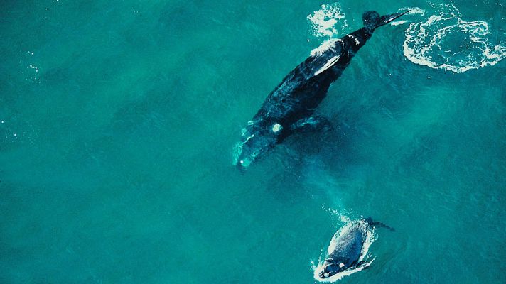 Grandes documentales - Secretos de la vida salvaje: Secretos del mundo acuático