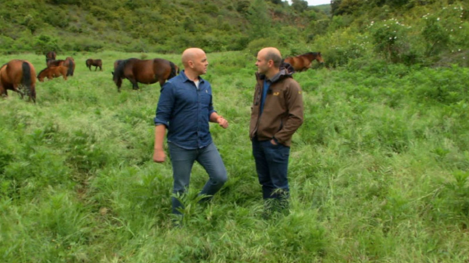 Jaca navarra, raza pura