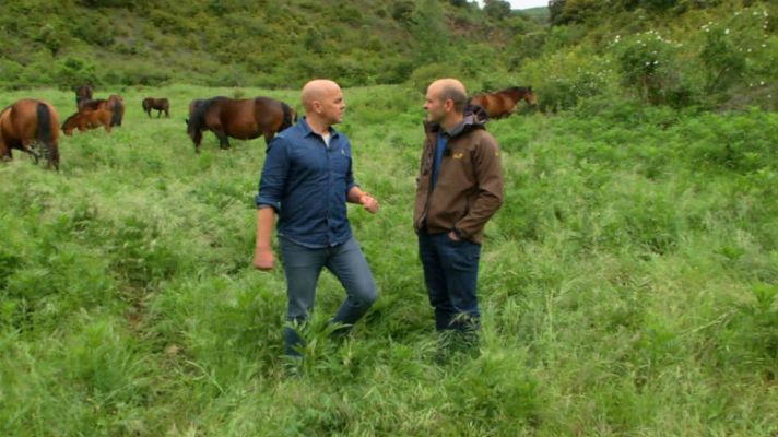 Aquí la Tierra - Jaca navarra, raza pura