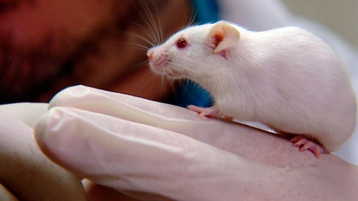 Telediario 1 - Investigadores del CNIO desarrollan una técnica que permite visualizar las fases más tempranas del melanoma y bloquear su metástasis