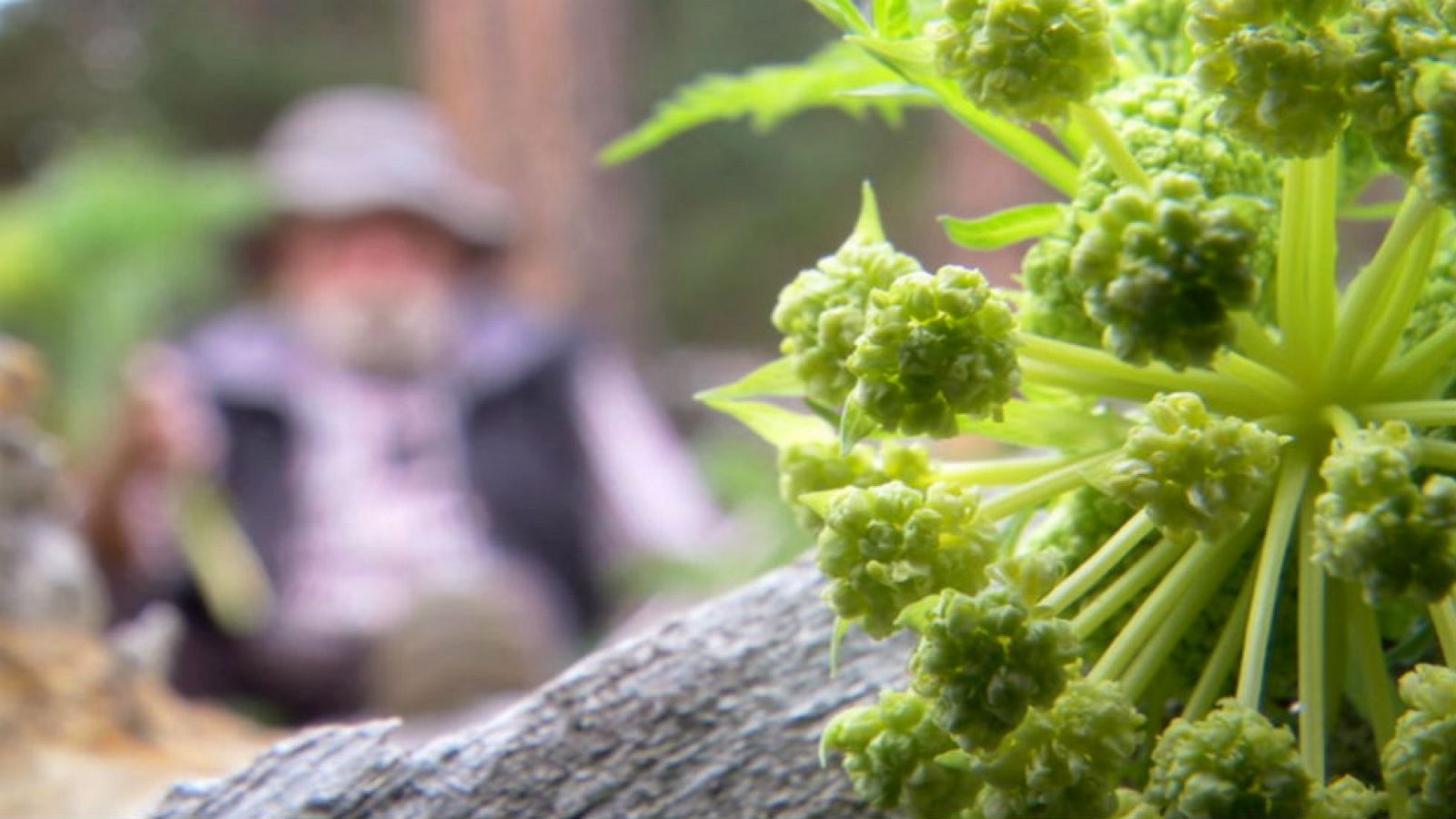 Coscolls, joya escondida