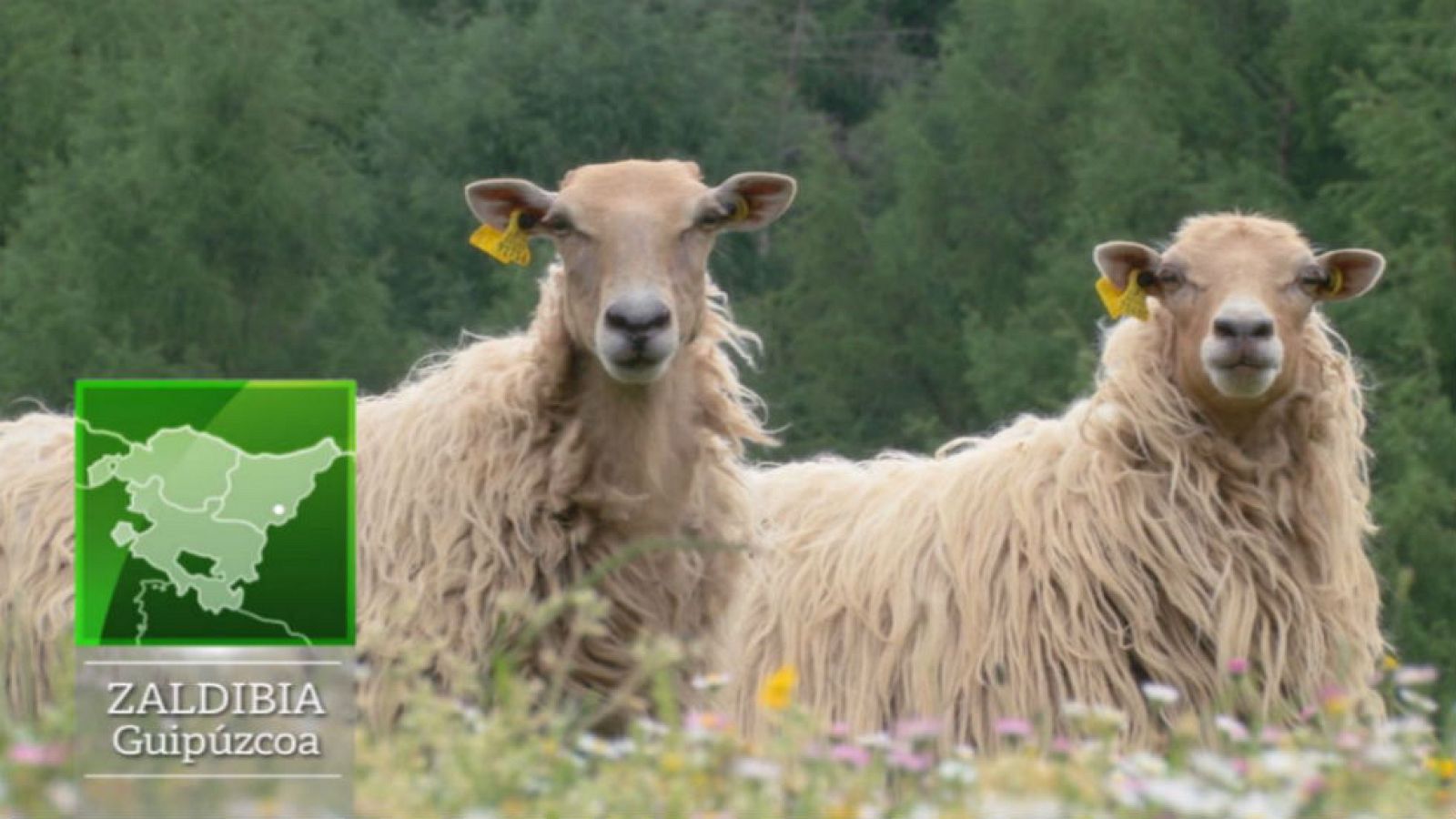 La oveja sasi ardi, emblema vasco