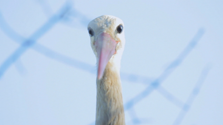 Aquí la Tierra - Luismi y la pajarera