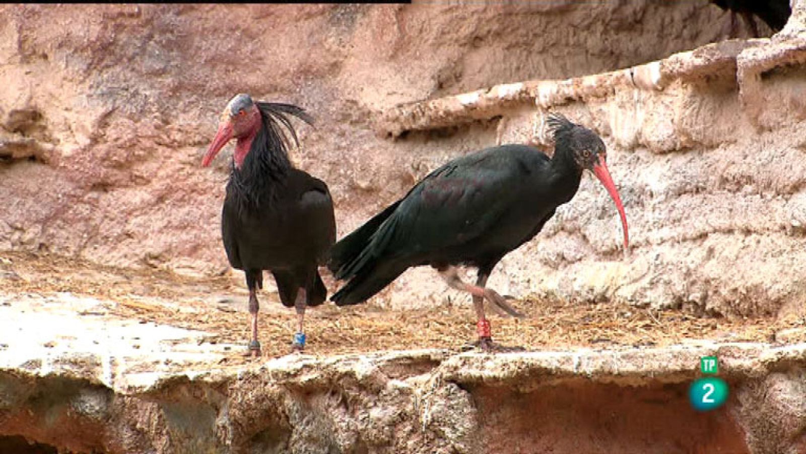 La Aventura del Saber.n El Zoobotánico de Jerez de la Frontera