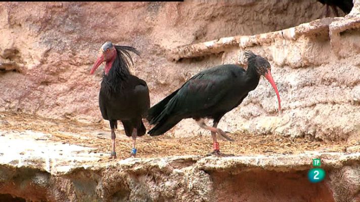 La aventura del Saber - El Zoobotánico de Jerez de la Frontera