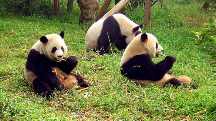  - Vídeo: Sichuan, el poder de la naturaleza