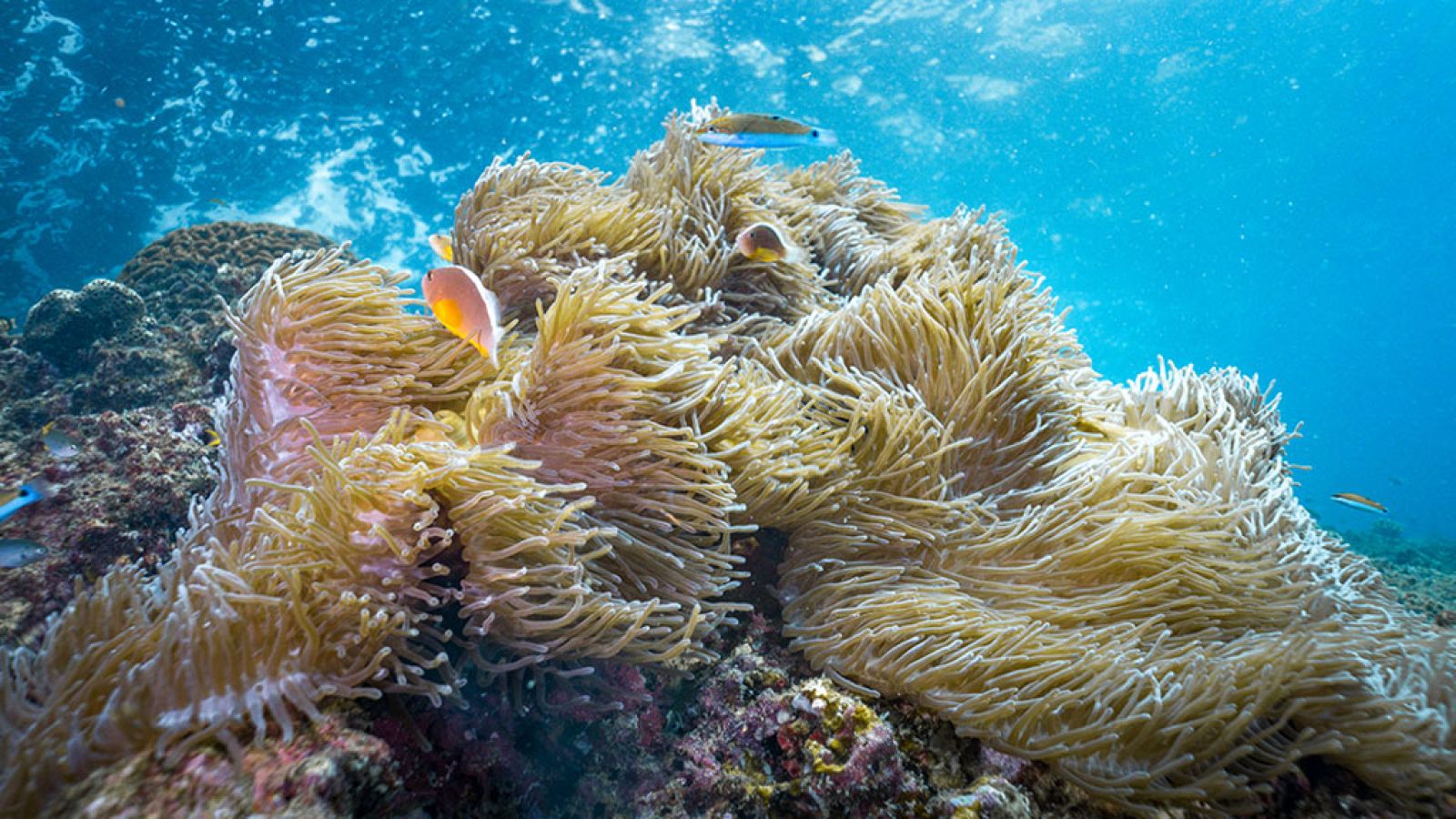 Grandes documentales - El planeta bajo el agua: Tierra adentro - ver ahora