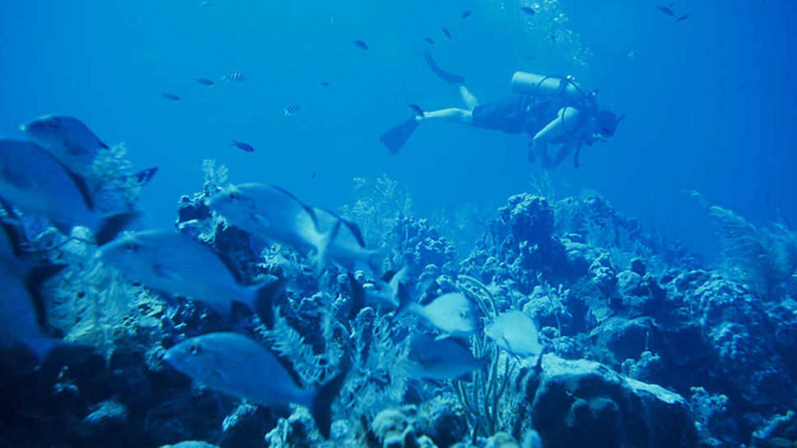 Grandes documentales - El planeta bajo el agua: El planeta en la oscuridad - ver ahora