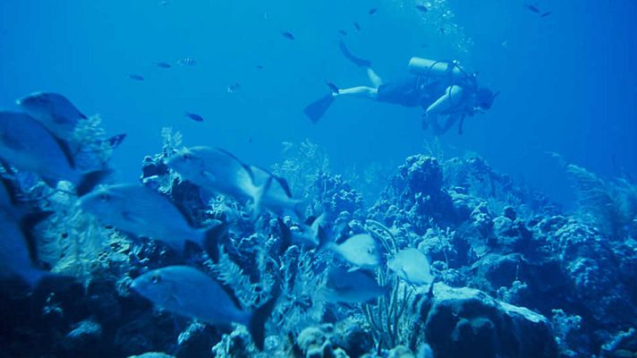 Grandes documentales - El planeta bajo el agua: El planeta en la oscuridad