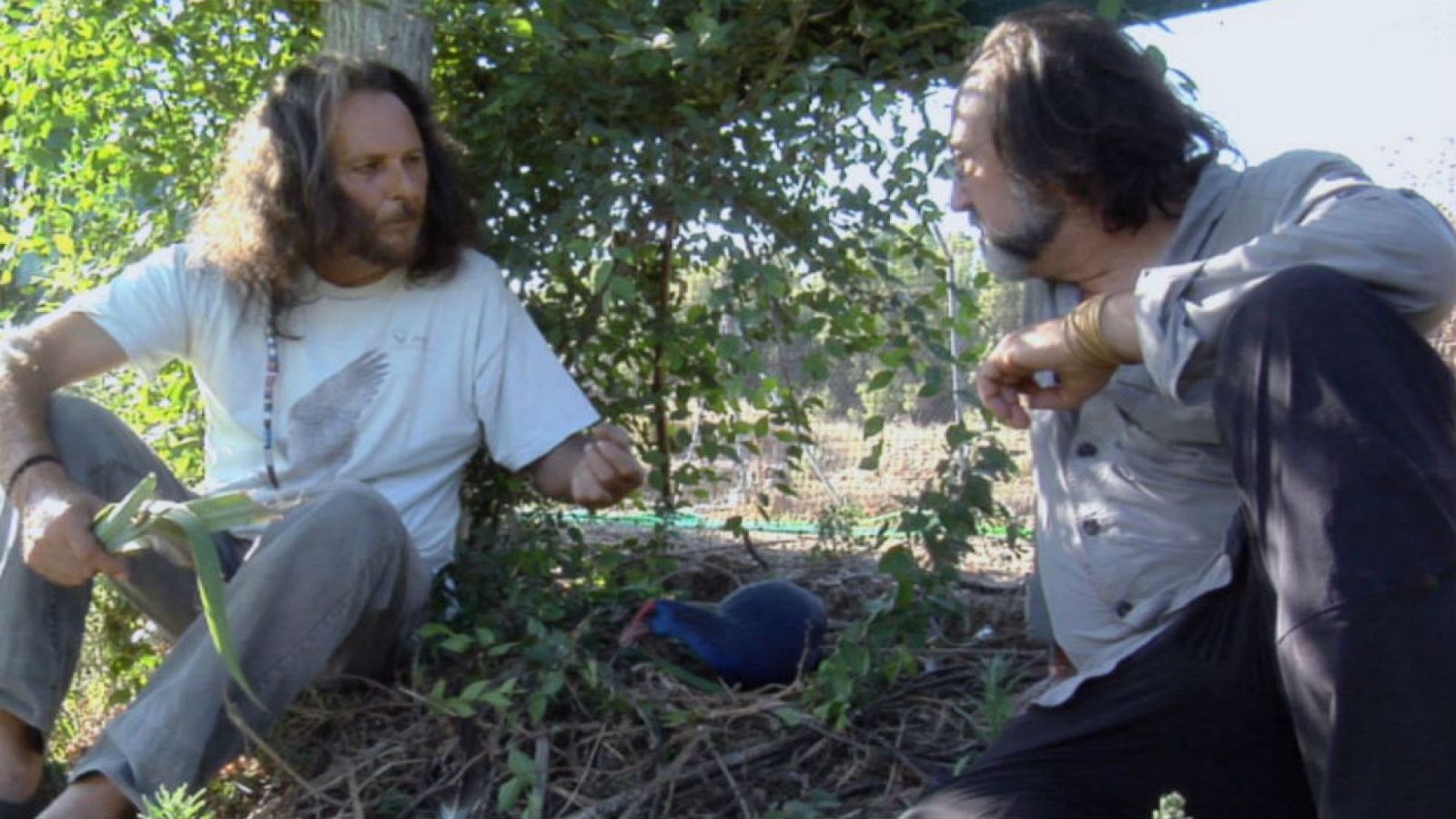 El paraíso de las aves