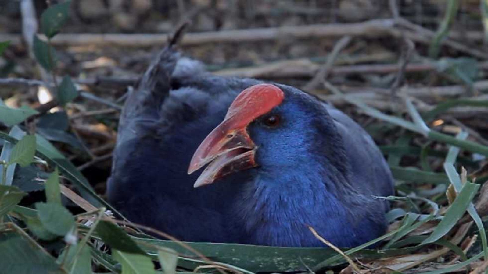 Aquí la Tierra - 04/07/17 - ver ahora