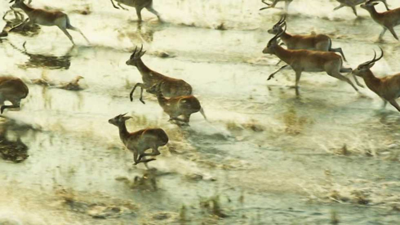Unidos por el Patrimonio - Delta del Okavango (Botswana) - ver ahora