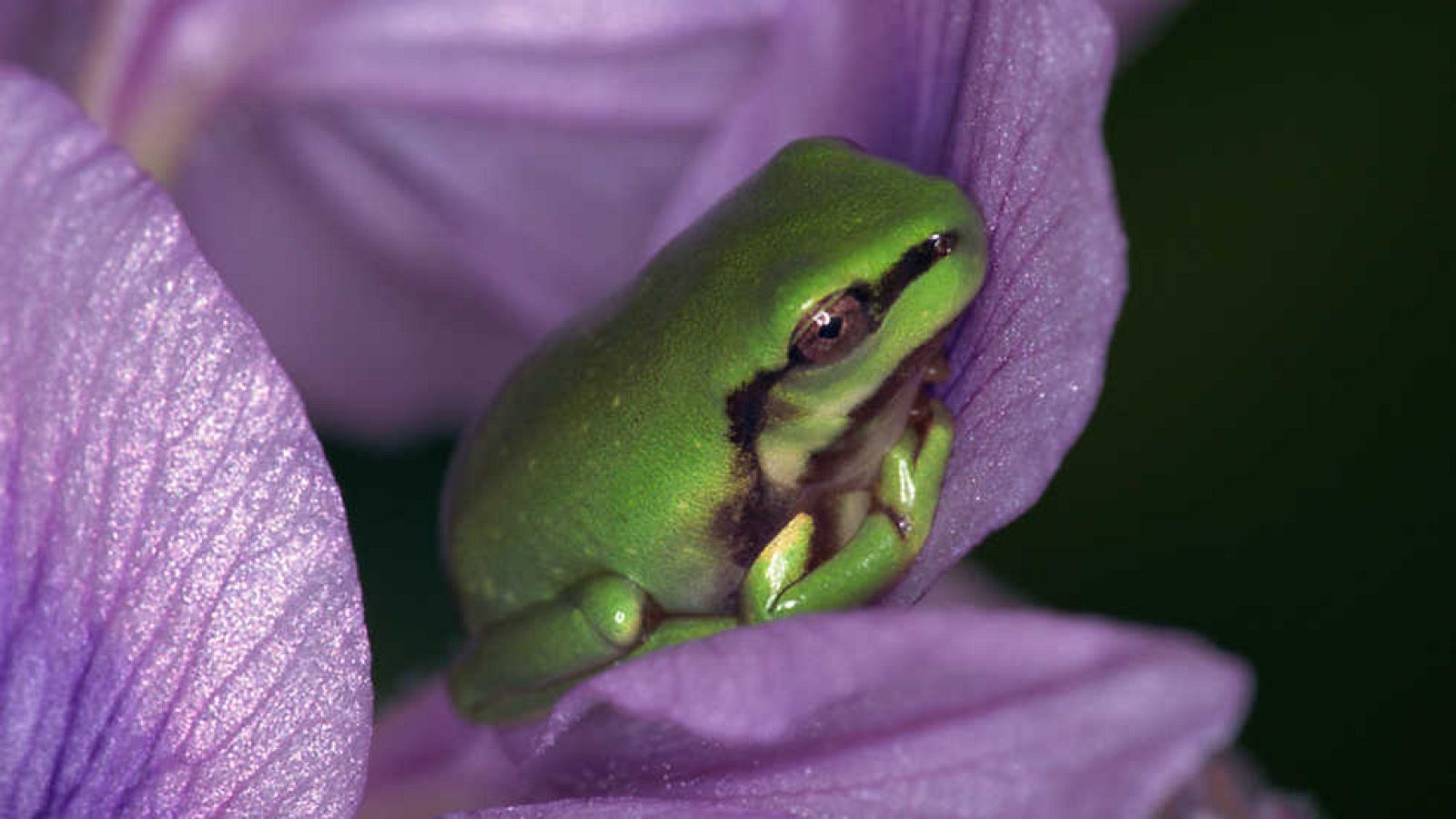 Otros documentales - Trotamundos: Las islas de Papúa Nueva Guinea - ver ahora