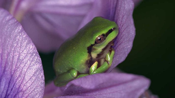 Otros documentales - Trotamundos: Las islas de Papúa Nueva Guinea